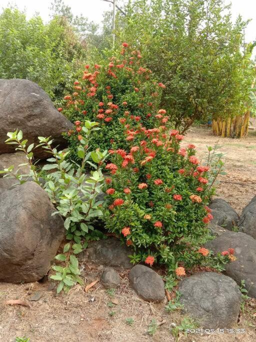 Chinchavli Sohana Eco Retreat Farmhouse - Karjat מראה חיצוני תמונה